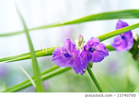  Murasakiyukusa 15740700