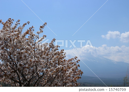 富士和櫻花 富士和櫻花 15740709