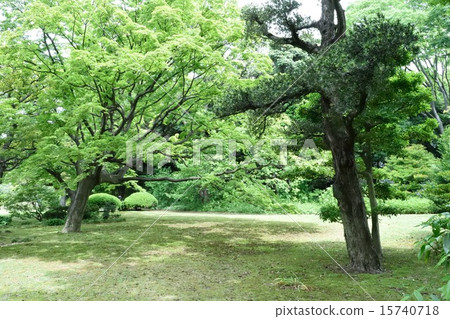 Fresh green tree Fresh green tree 15740718