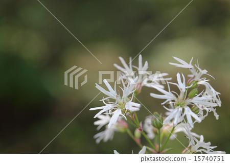 Ricanis花 Ricanis花 15740751