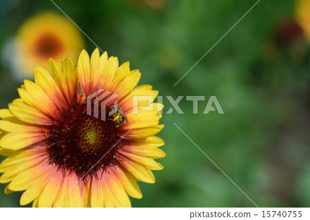 蓋拉迪亞 15740755