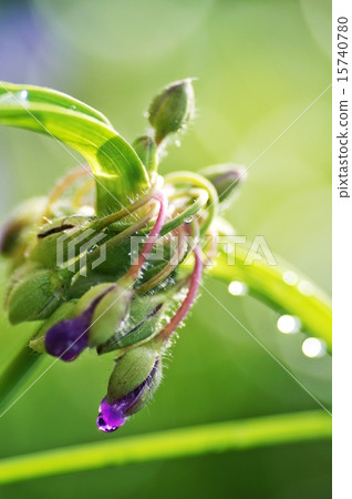 Drop of Murasaki Yukusa 15740780