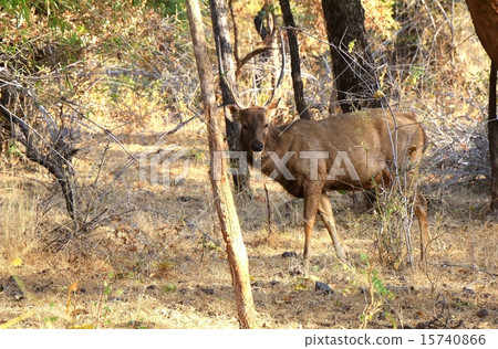 鹿 褐色 草食動物 15740866