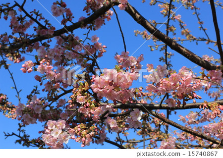 櫻花開花的藍天 櫻花開花的藍天 15740867