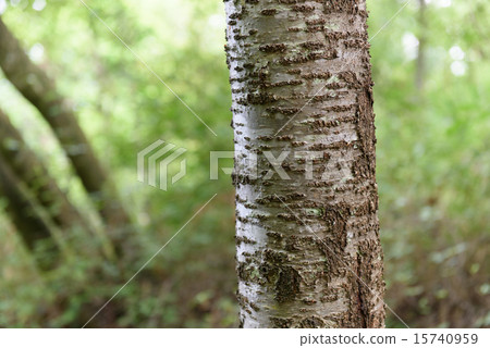 Tree trunk stripe Tree trunk stripe 15740959