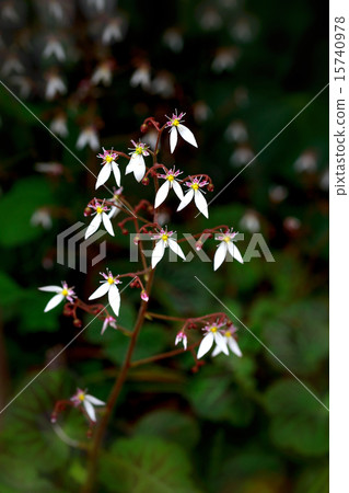 Under the snow 15740978