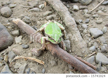 Tree frog Tree frog 15741024