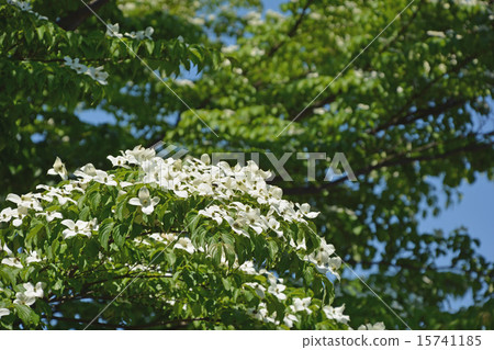 Yamabashi Yamabashi 15741185