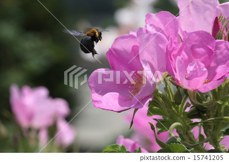 玫瑰與蜜蜂 15741205