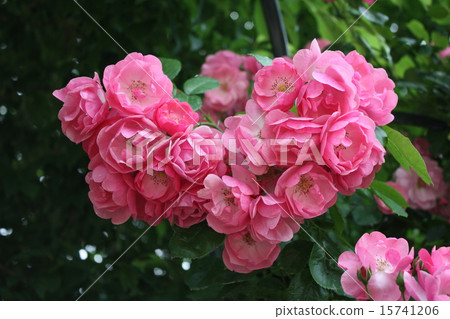 玫瑰花 玫瑰 花卉 15741206