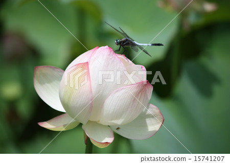 Lotus flower dragonfly 15741207