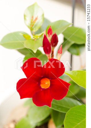 Early Summer Flower Sun Parasol Beauty 15741233