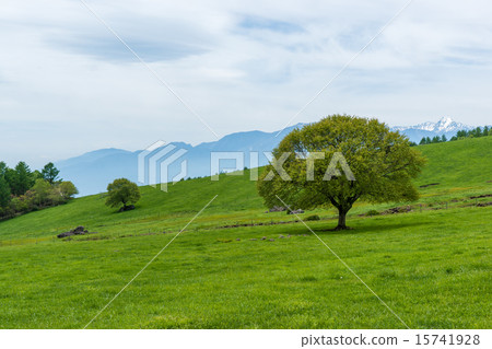 Yamaga-dake Highland Ranch Family Tree 15741928