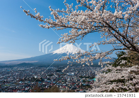 Niegakura淺間公園和富士山的櫻花盛開 15741931