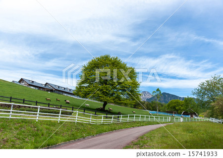 Makiba Park's hillside tree 15741933