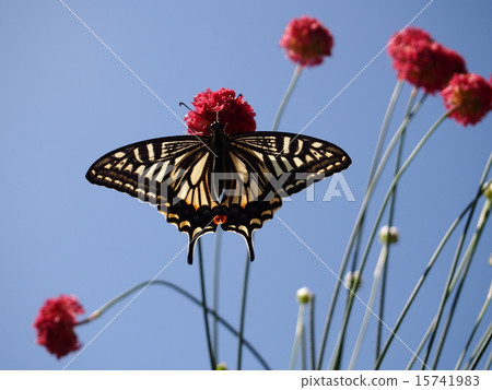 Swallowtail butterfly and flowers Swallowtail butterfly and flowers 15741983