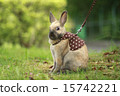 Rabbit  15742221