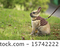 Netherland Dwarf Rabbit in Harness 15742222
