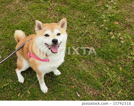 笑臉的Mako 笑臉的Mako 15742318