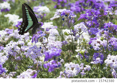 Benvena flowers and butterflies 15742380