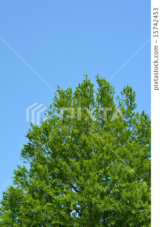 Gigantic trees 15742453