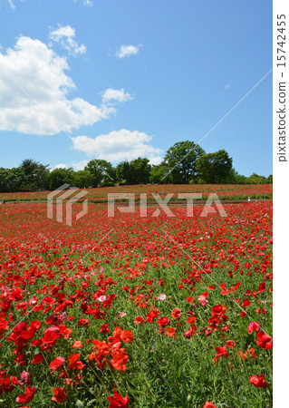 Showa Kinen Park 15742455