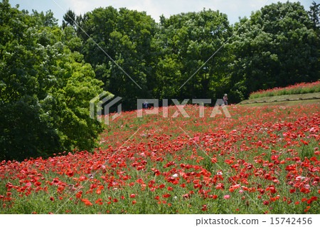 昭和紀念公園 15742456