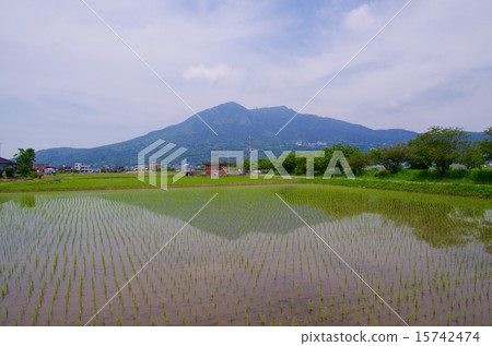 Mt. Tsukuba in the rice planting season 15742474
