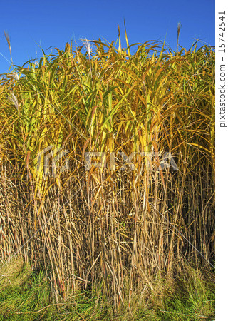 switch grass in autumn switch grass in autumn 15742541