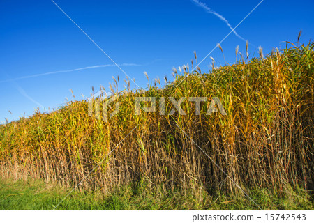 switch grass in autumn switch grass in autumn 15742543