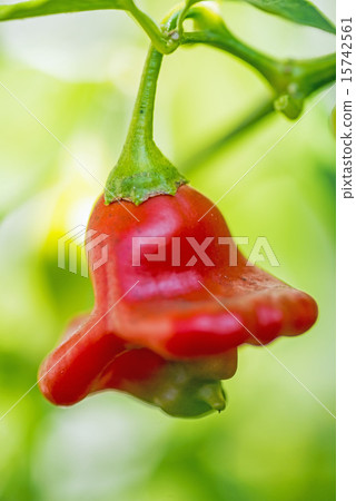 chili bishops crown 15742561