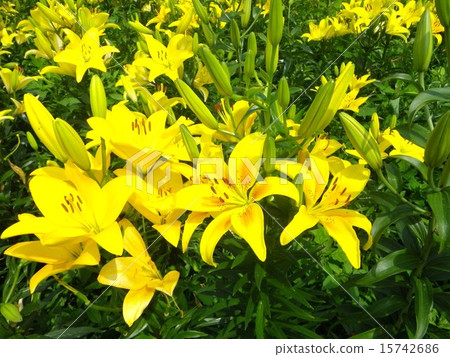 Multicolored Casablanca 15742686