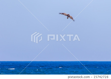 仲夏海和魚鷹 15742728