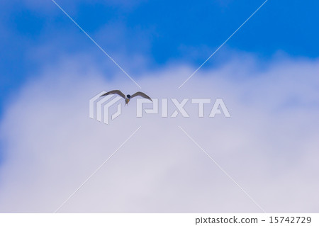 飛行在夏天天空的燕鷗 15742729