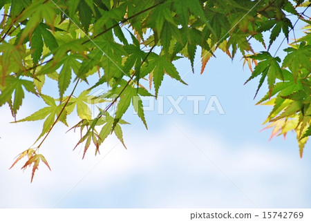 New green of maple and blue sky New green of maple and blue sky 15742769