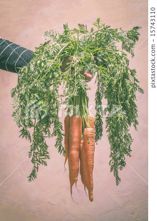 Carrots with leaves 15743110