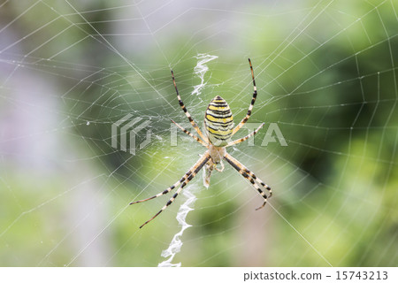 Spider in a garden 15743213