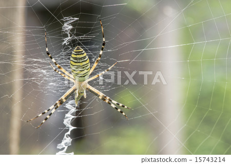 Spider in a garden 15743214