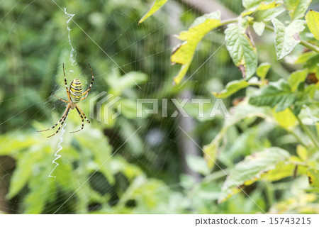 Spider in a garden 15743215