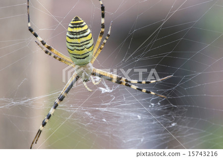 Spider in a garden 15743216