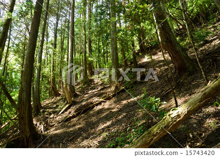 Forest scenery with sunlight filtering through trees Kyoto City 15743420
