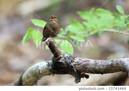 推特的婊子 15743469