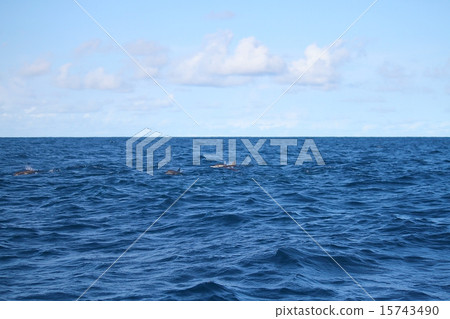 馬爾代夫海豚 15743490