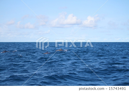 馬爾代夫海豚 馬爾代夫海豚 15743491
