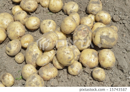Potatoes 15743587