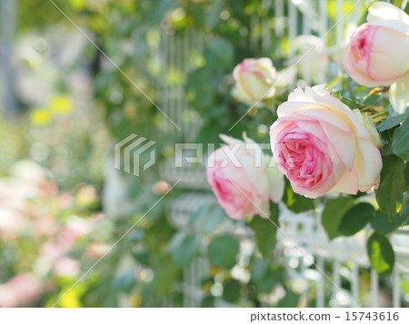 Roses Roses 15743616