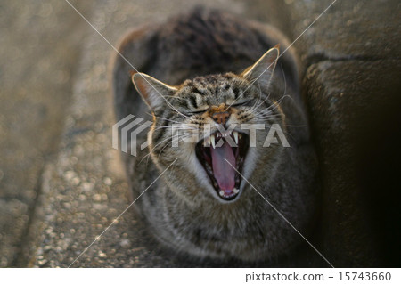 打呵欠的貓 打呵欠的貓 15743660