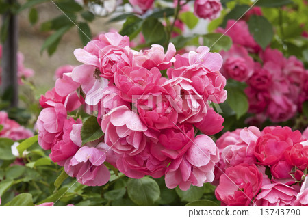 杯綻放玫瑰 杯綻放玫瑰 15743790