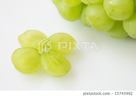 Seto Giants 15743992