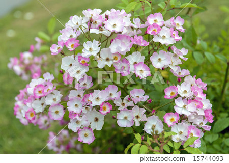 Miniature Miniature 15744093